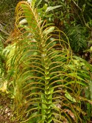 Blechnum novae-zelandiae. Fertile frond with pinnae curling basiscopically, bearing sterile flanges at the bases of those at mid-lamina.
 Image: L.R. Perrie © Te Papa CC BY-NC 3.0 NZ